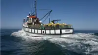 Trawler in vendita
