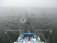 Portacontainer in vendita