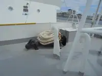 Pattugliatore in vendita