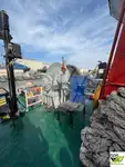 Rimorchiatore in vendita