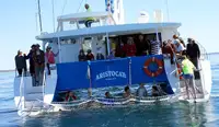 Catamarano in vendita