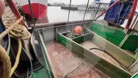 Trasportatore di pesce vivo in vendita