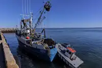 Peschereccio a circuizione in vendita