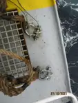 Nave refrigerata in vendita