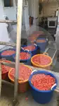 Peschereccio a strascico a trave in vendita