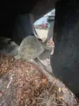 Rimorchiatore in vendita