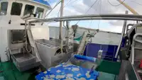 Peschereccio a strascico a trave in vendita