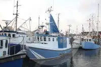 Portatore di pesci vivi in vendita