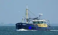 Peschereccio a strascico a trave in vendita